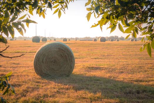 20170819_Hay Field_025.jpg - 